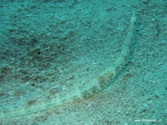 Corythoichthys schultzi (Schultzes Seenadel)